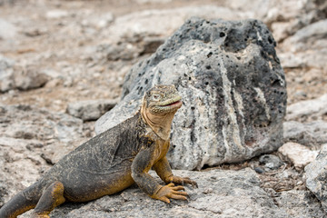 Land Iguana marina between the rocks of South Plaza Island in the Galapagos