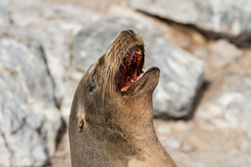 The yawn of a sea lion