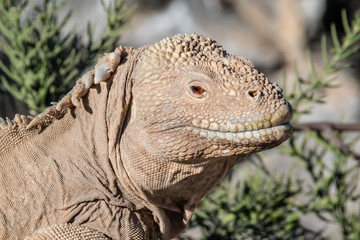 Land iguana in Galapagos Island