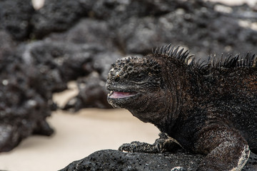 Marine Iguana relaxing on the rocks of Espanola Island in the Galapagos