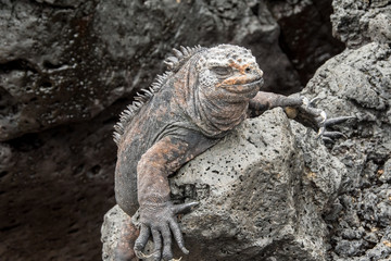 Marine Iguana relaxing on the rocks of Espanola Island in the Galapagos