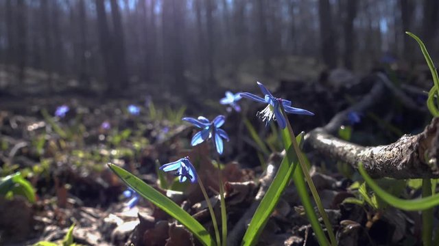 Blue snowdrop spring flower with green leaves i  close up in the wood.