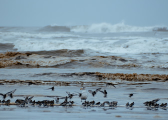 birds and seagull on beach