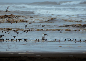 birds on the pacific ocean beach