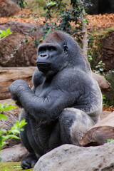 Gorilla sitting and thinking