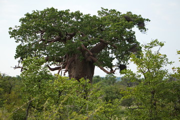 Baobab tree in South Africa