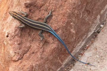 Striped sking at Mapungubwe Interpretation Centre in South African Republic in Africa