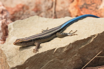 Striped sking at Mapungubwe Interpretation Centre in South African Republic in Africa