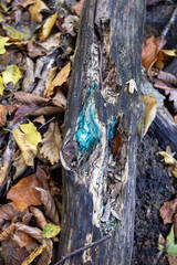 Modern ecology and disease forest.
