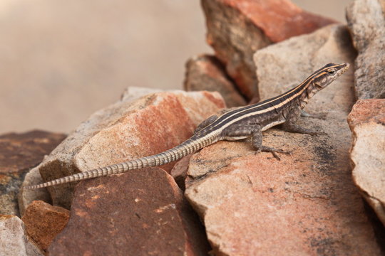 Striped sking at Mapungubwe Interpretation Centre in South African Republic in Africa