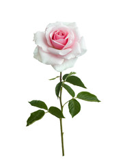 Delicate pink rose with green leaves