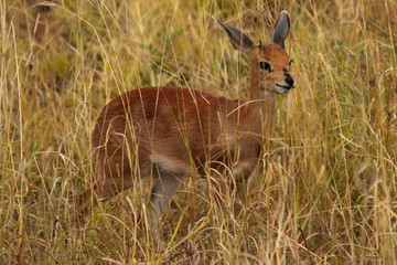Naklejka na ściany i meble Steenbok in Kruger National park in South African Republic in Africa