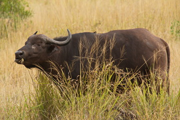 African buffalo in Kruger National park in South African Republic in Africa