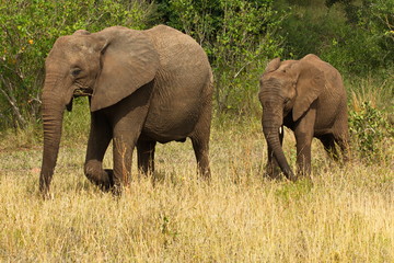 Naklejka na ściany i meble Elephants in Kruger National park in South Africa