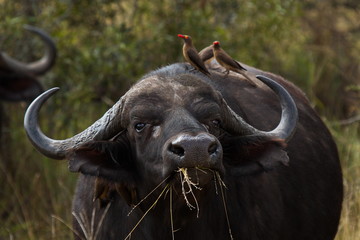 Naklejka premium African buffalo in Kruger National park in South African Republic in Africa