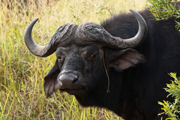 African buffalo in Kruger National park in South African Republic in Africa