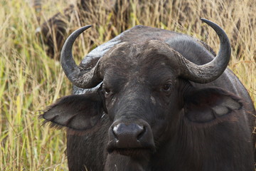 African buffalo in Kruger National park in South African Republic in Africa
