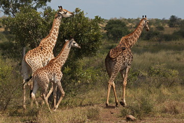 Giraffes in Kruger National park in South African Republic in Africa