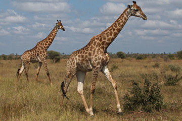 Naklejka na ściany i meble Giraffes in Kruger National park in South African Republic in Africa