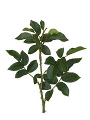 Naklejka premium Green rose leaves isolated on white