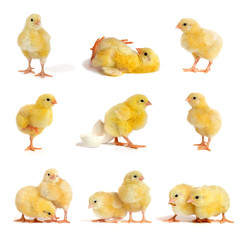 Set of little chicken broiler isolated on white © Tatiana