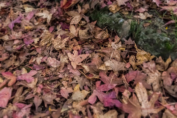 Milan, Italy Indro Montanelli park, autumn leaves