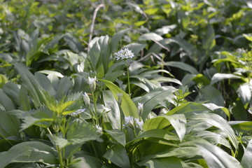 Allium ursinum blüht im Frühling, Wildkraut im Frühling