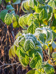 frost in September. Russia, Karelia, Kem.