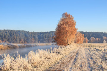 trees and grass in the frost by the river