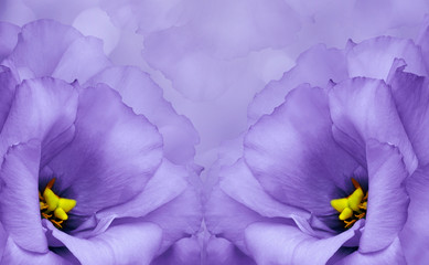 Floral background. Purple flowers of roses. Close-up. Flower composition.