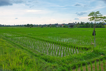 Green rice field on a rainy day. Bali, Indonesia 