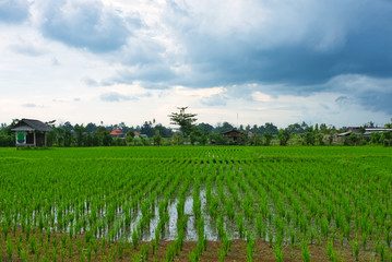 Fototapeta na wymiar Green rice field on a rainy day. Bali, Indonesia 