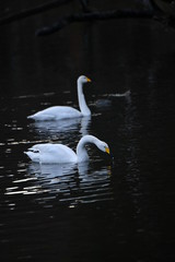 Naklejka premium ハクチョウ