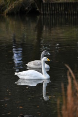 Naklejka premium ハクチョウ