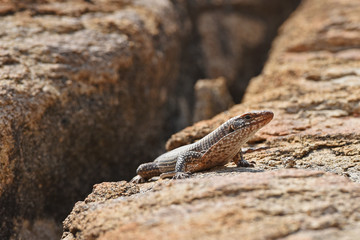 Felsenschildechse (Gerrhosaurus validus) im Erongogebirge (Namibia)