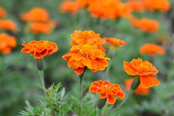 ฺฺBeautiful orange marigold flower in the garden. Marigold background or tagetes card.