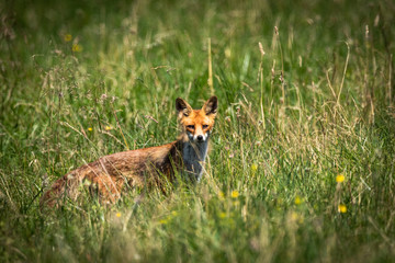 Fuchs auf Beutesuche
