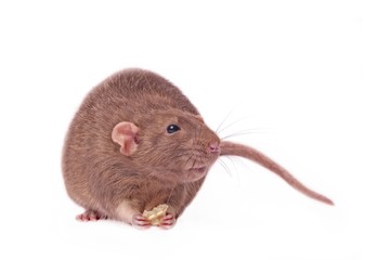 Cute rodent looking sideways and eating food. Isolated on white background.