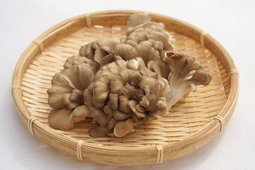 舞茸