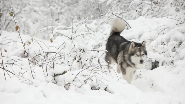 Malamute walking in the snowy forest