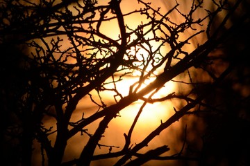 Dornenbusch in Abendsonne