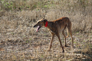 Beautiful Dog debugging Spanish race that used to hunt hares