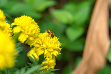 Honey bee collect pollen from yellow American Marigolds flower