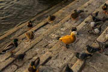 Como, Italy - Lake Como mallard
