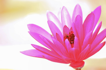 Obraz premium Colorful lotus in Thailand public park.