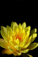 Fototapeta premium Colorful lotus in Thailand public park.