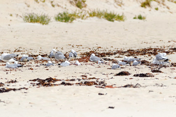 Silver Gull, Seagull seabird resting on sandy beach at Hamelin Bay, Western Australia.
