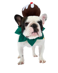 Festive French Bulldog