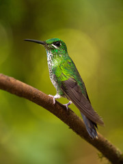 Fototapeta na wymiar Kolibri in Costa Rica