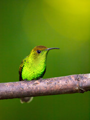 Kolibri in Costa Rica